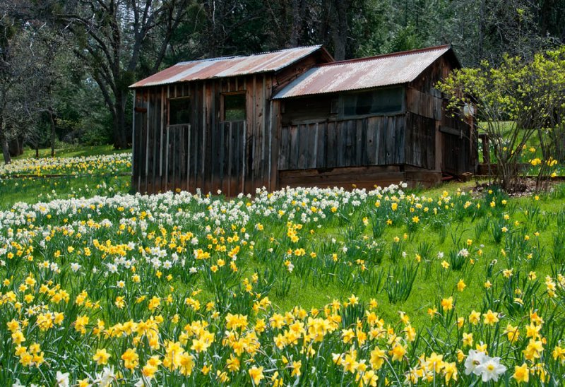 Daffodil Hill