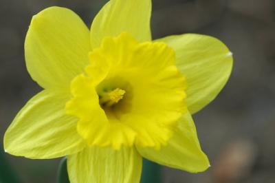 g4/12/598112/3/60253138.Daffodil.jpg