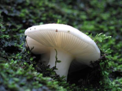 Beautiful mushroom (pic taken by Brad)