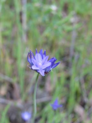 Dichelostemma pulchellum (Blue Dicks), Ink Grade