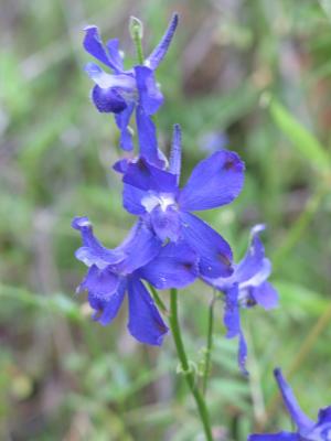 Delphinium, Ink Grade