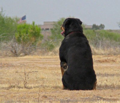 Fifi waiting for Dad and Pig to come back