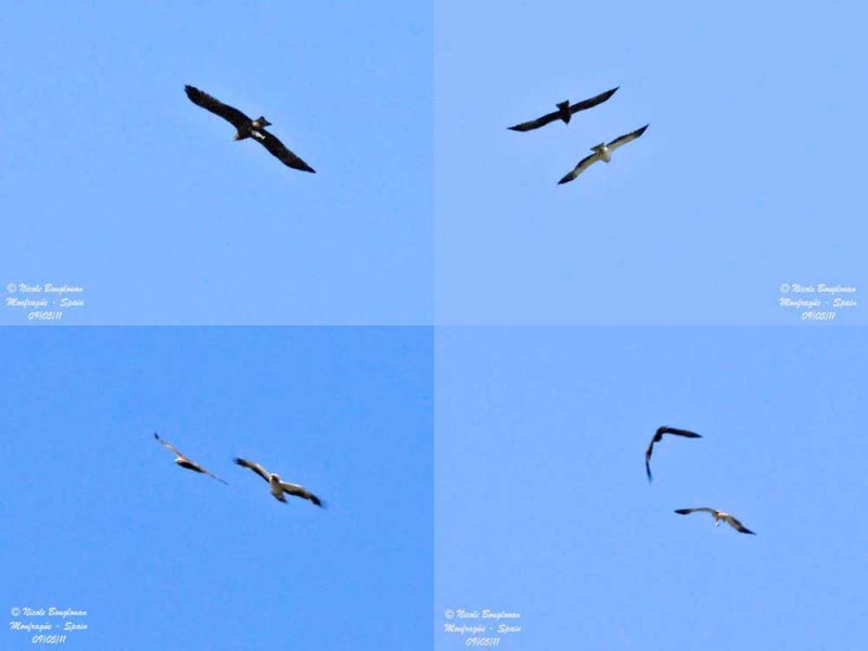 Booted Eagle - Black Kite