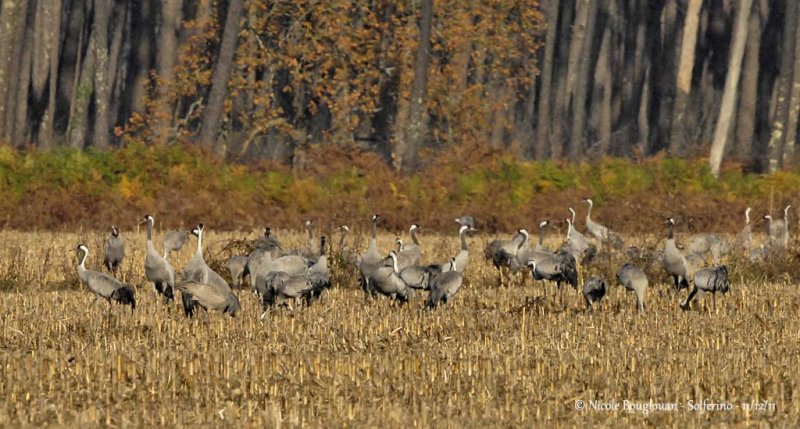 EURASIAN CRANE flock