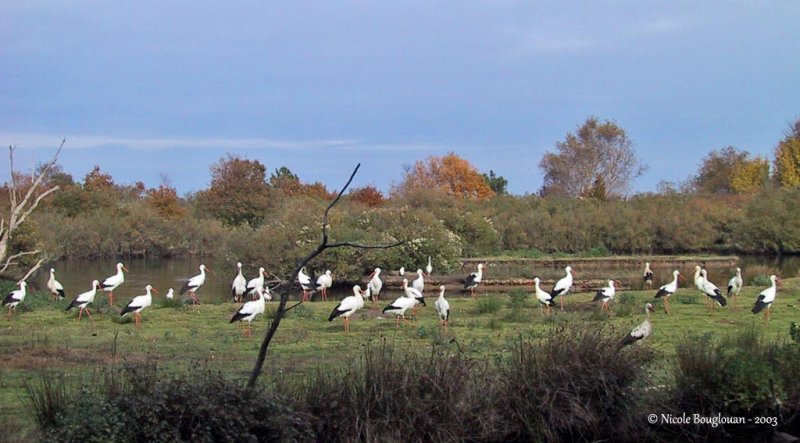 White Storks