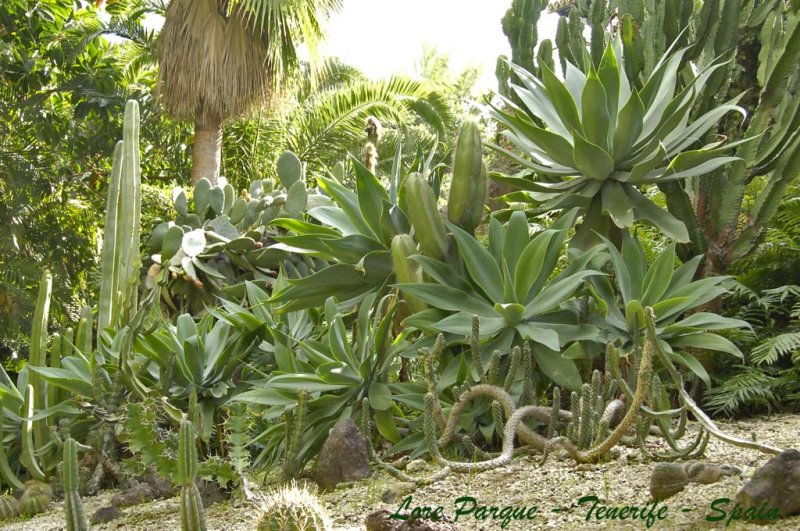 Loro Parque gardens