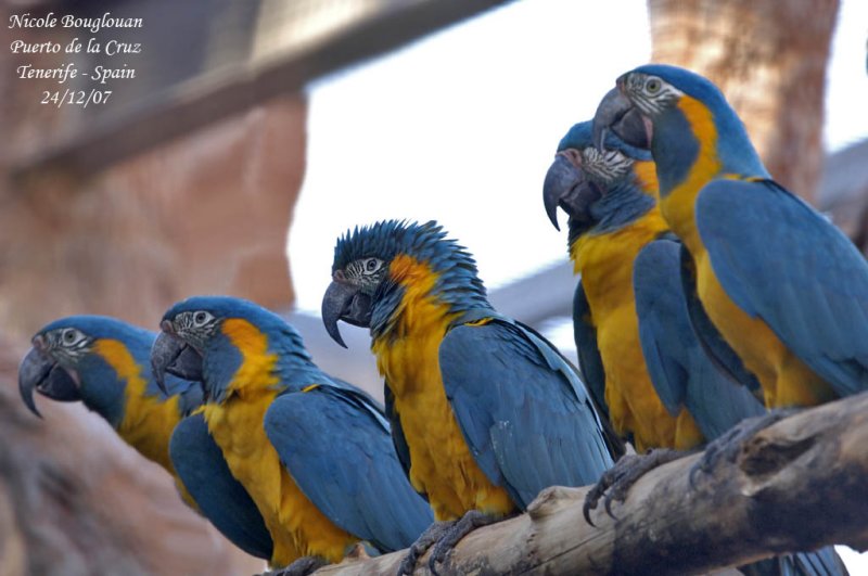 Blue-throated Macaw