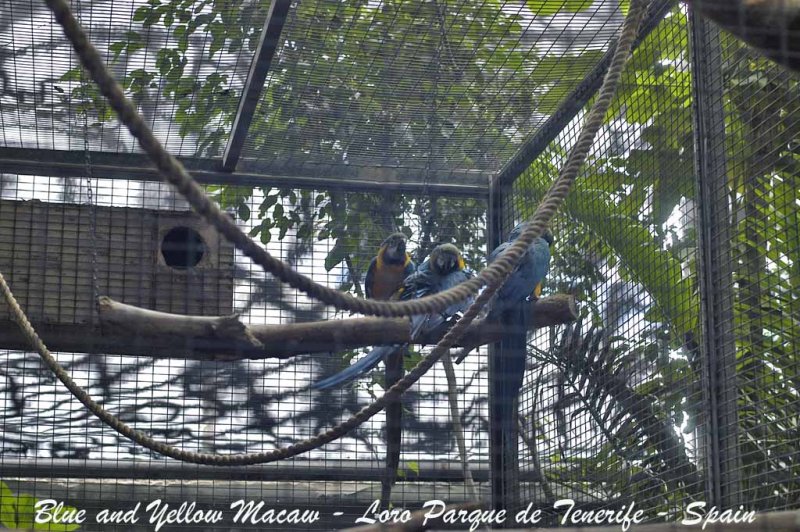 Blue and Yellow Macaw