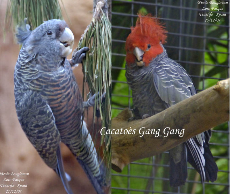 Gang gang Cockatoo pair