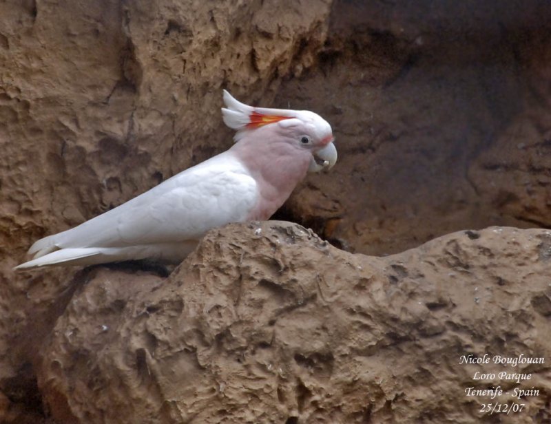 Pink Cockatoo