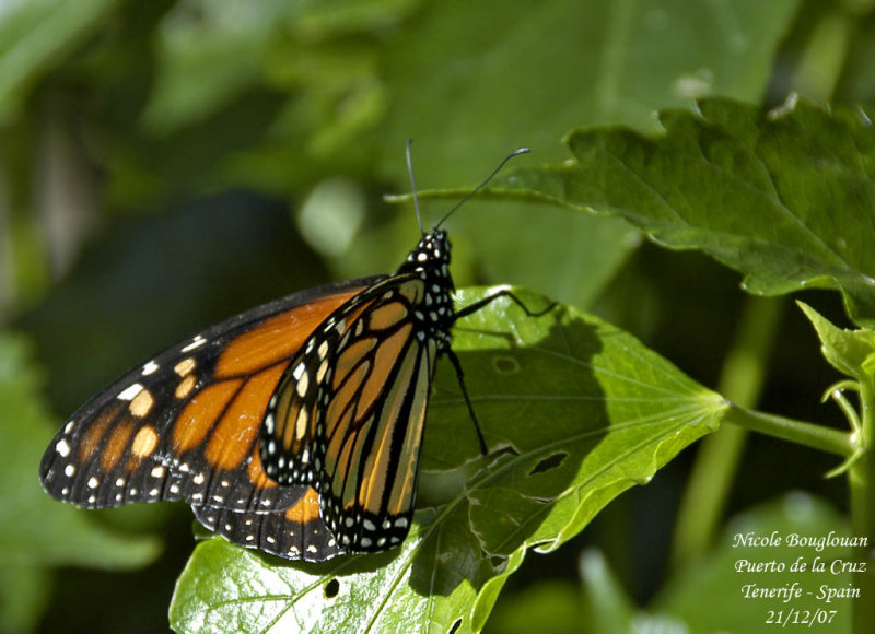 MONARCH BUTTERFLY - DANAUS PLEXIPPUS - PAPILLON MONARQUE