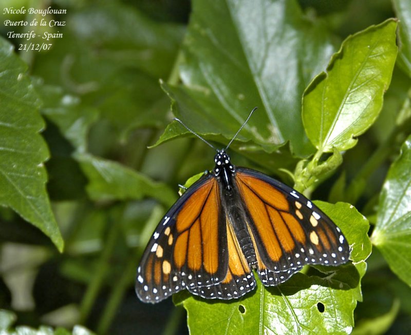 MONARCH BUTTERFLY - DANAUS PLEXIPPUS - PAPILLON MONARQUE