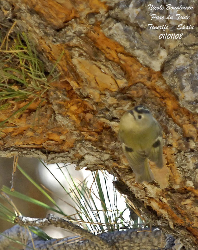 Canary Islands Goldcrest - Regulus teneriffae - Roitelet de Tenerife