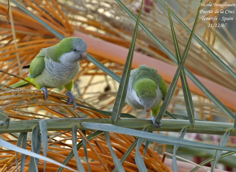 Monk Parakeet - Myiopsitta monachus - Conure veuve