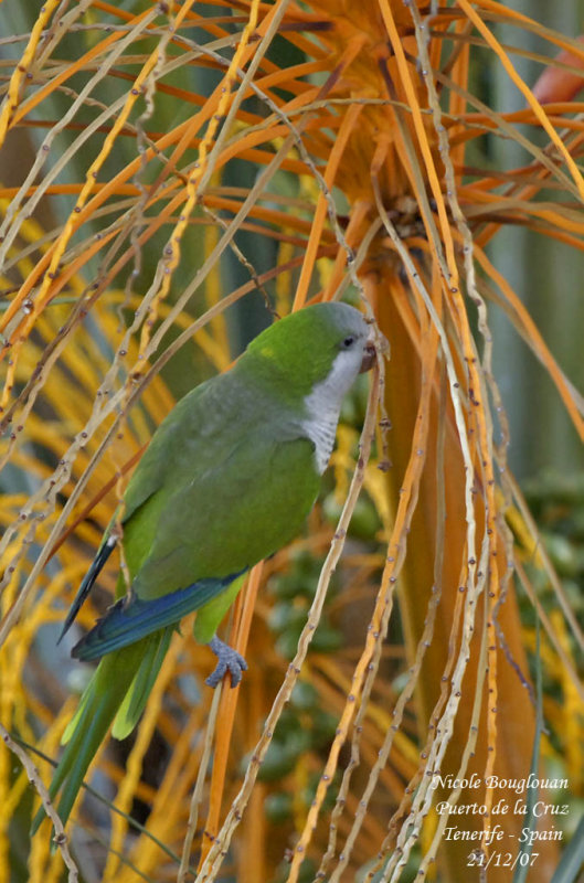 Monk Parakeet - Myiopsitta monachus - Conure veuve