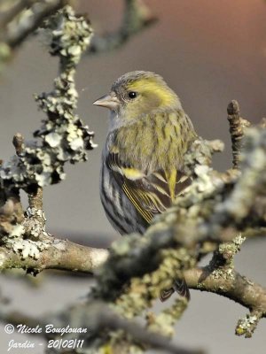 EURASIAN SISKIN female