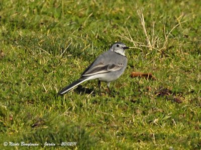 WHITE WAGTAIL