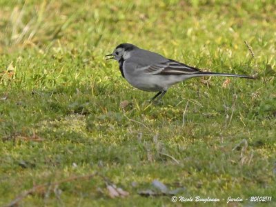 WHITE WAGTAIL