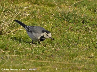 WHITE WAGTAIL with insect