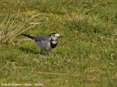 WHITE WAGTAIL with insect