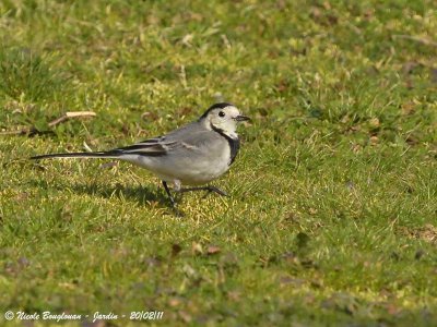 WHITE WAGTAIL