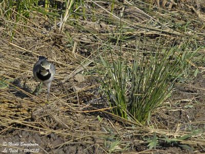 WHITE WAGTAIL