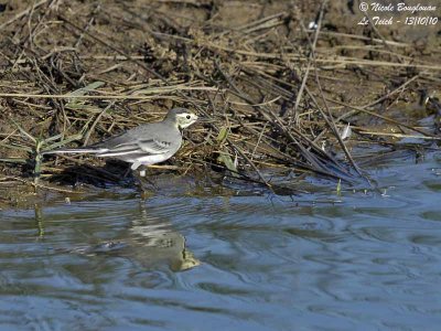 WHITE WAGTAIL