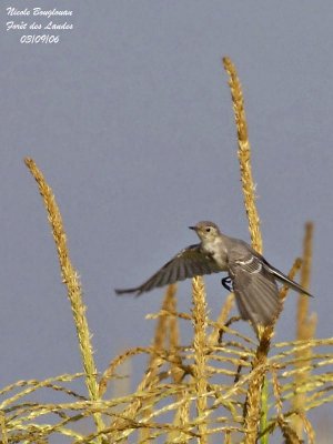 White Wagtail