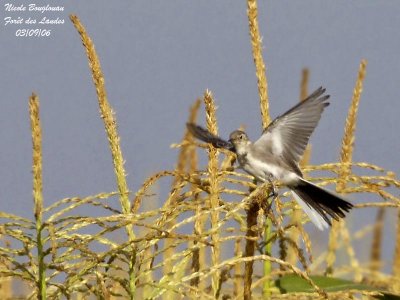 White Wagtail