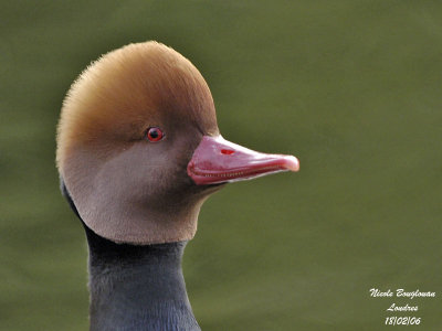 RED-CRESTED POCHARD male