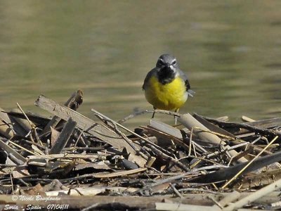 Grey Wagtail male