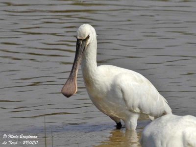 EURASIAN-SPOONBILL - PLATALEA LEUCORODIA - SPATULE BLANCHE