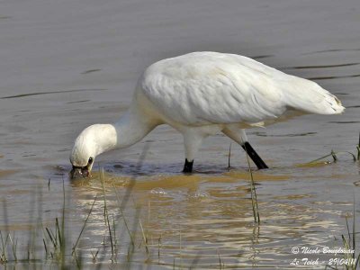 EURASIAN-SPOONBILL