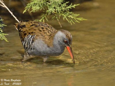 Secretive and shy Water Rail