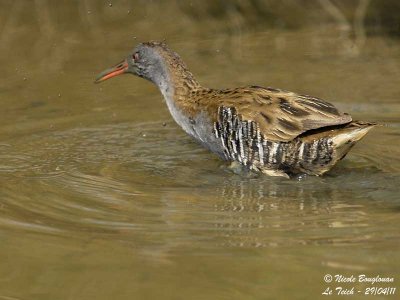 Water Rail adult