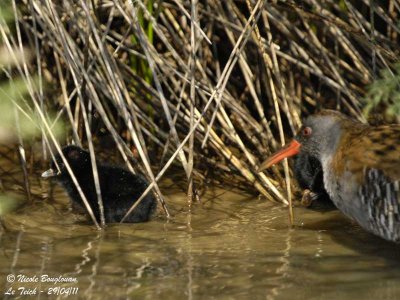 Water Rail adult and chick
