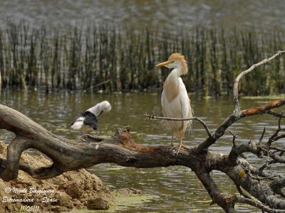 Western Cattle Egret - Bubulcus ibis - Héron gardeboeufs