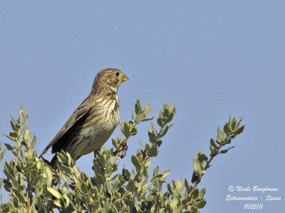 Other birds 'species seen in Extremadura