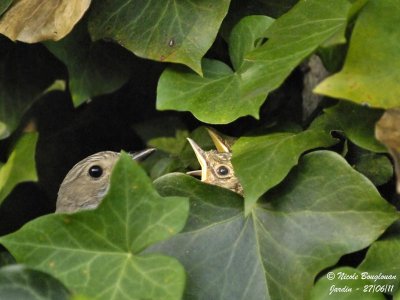 Spotted Flycatcher - nest