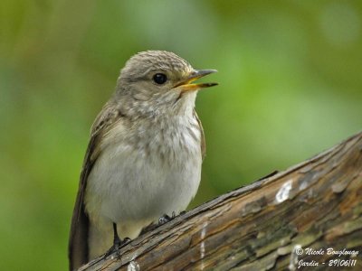 Spotted Flycatcher - adult