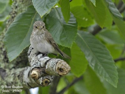 Spotted Flycatcher - adult