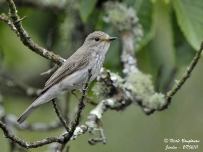 Spotted Flycatcher - adult