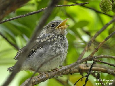 Spotted Flycatcher - juvenile