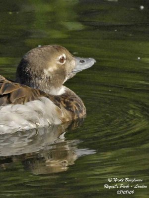 Long-tailed-Duck-female-summer
