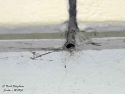 Snake-back Spider nest entrance 