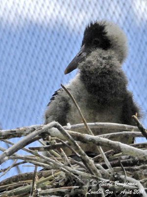 Abdim stork - Chick at nest