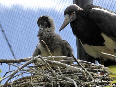 Abdim stork - Adult and chick at nest