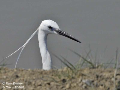 LITTLE EGRET