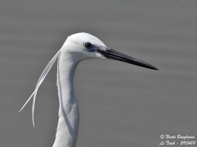 LITTLE EGRET