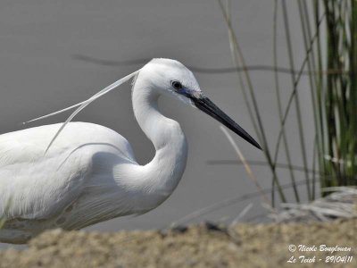 LITTLE EGRET